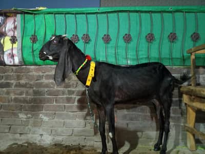 gabban bakri betal bakrigoat