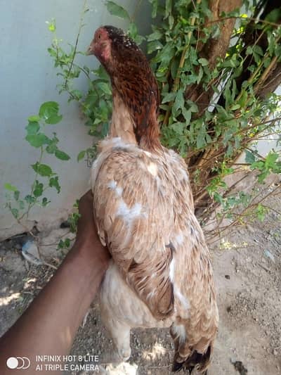 aseel breeder females for sale