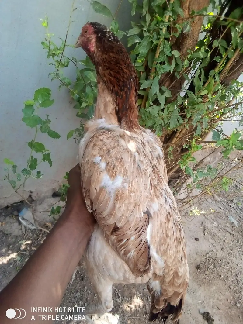 4 aseel breeder females for sale
