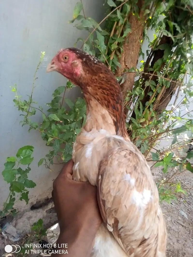 4 aseel breeder females for sale — photo 2
