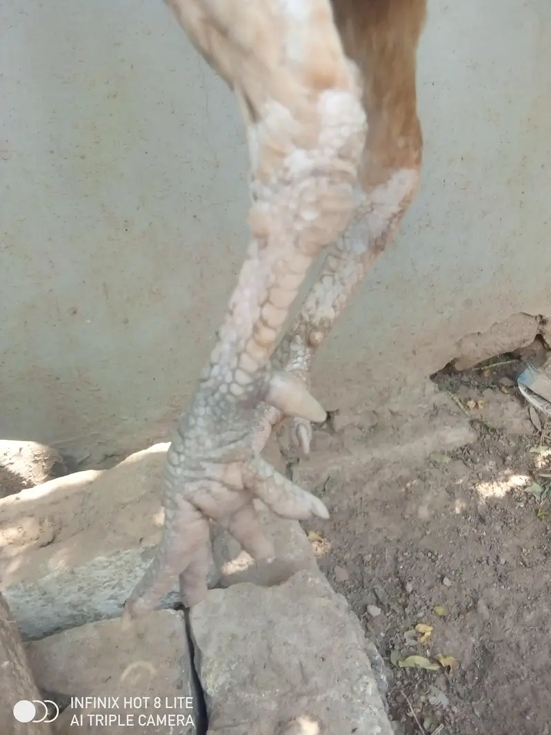4 aseel breeder females for sale — photo 3