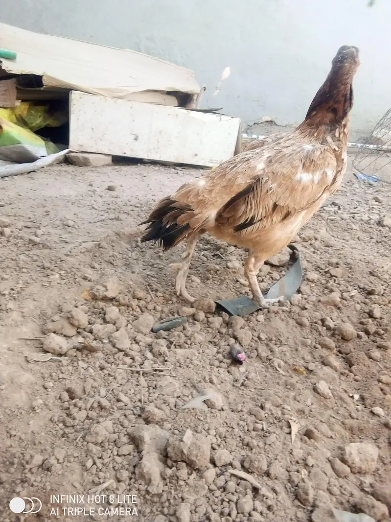4 aseel breeder females for sale — photo 4