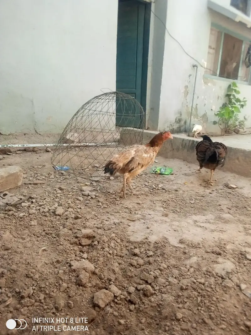 4 aseel breeder females for sale — photo 5