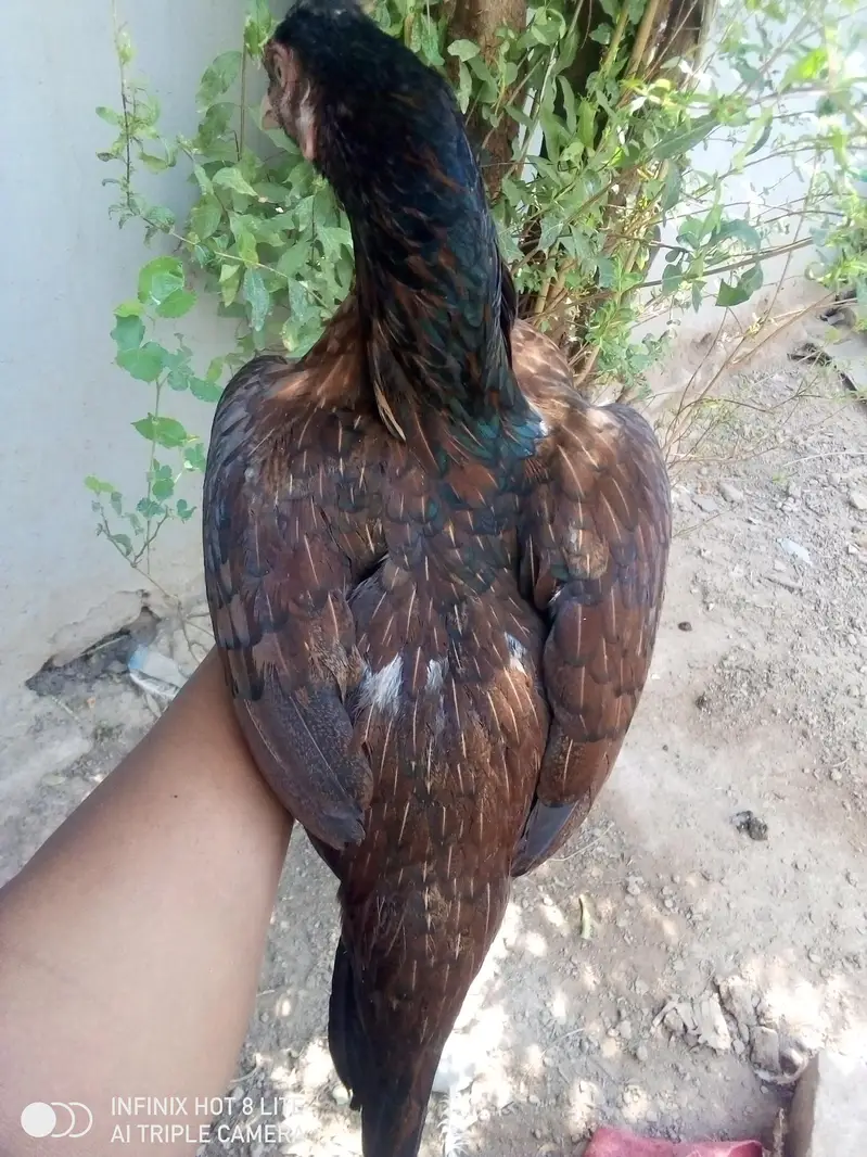 4 aseel breeder females for sale — photo 6