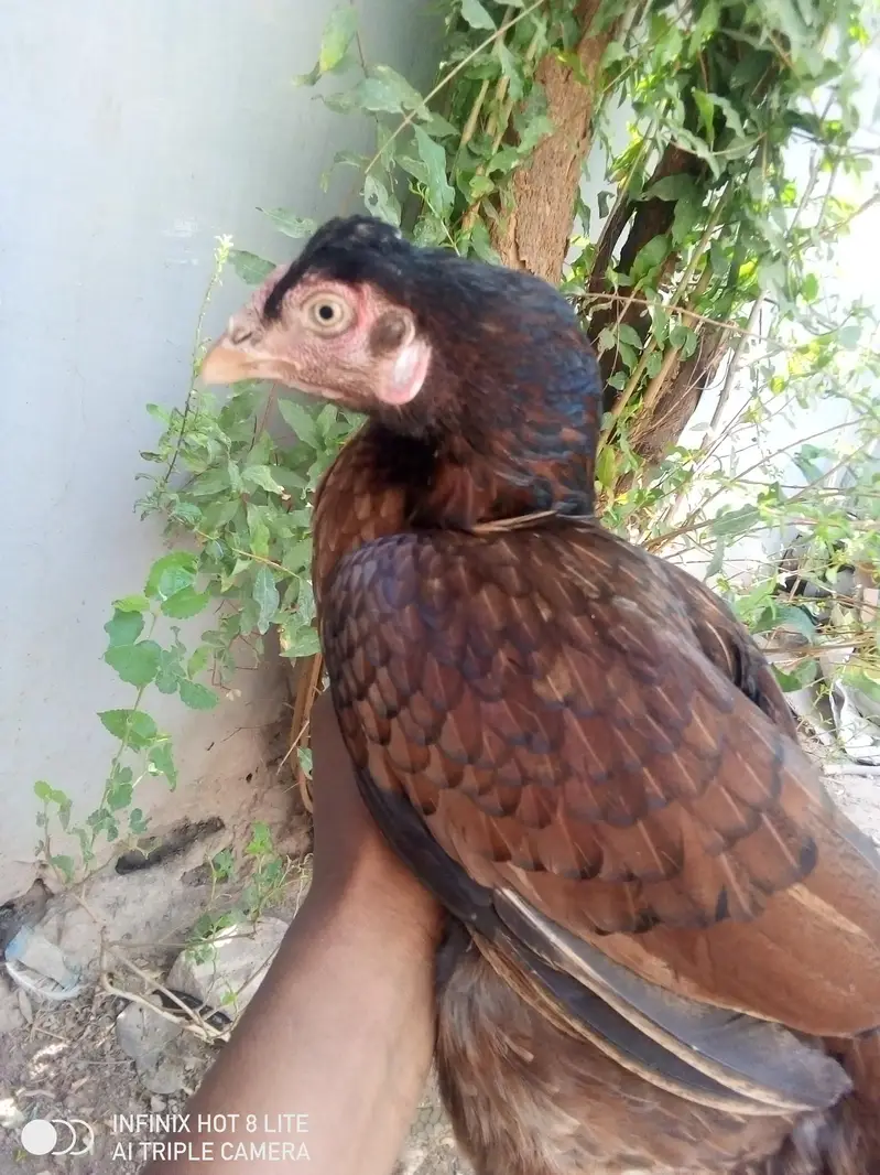 4 aseel breeder females for sale — photo 7