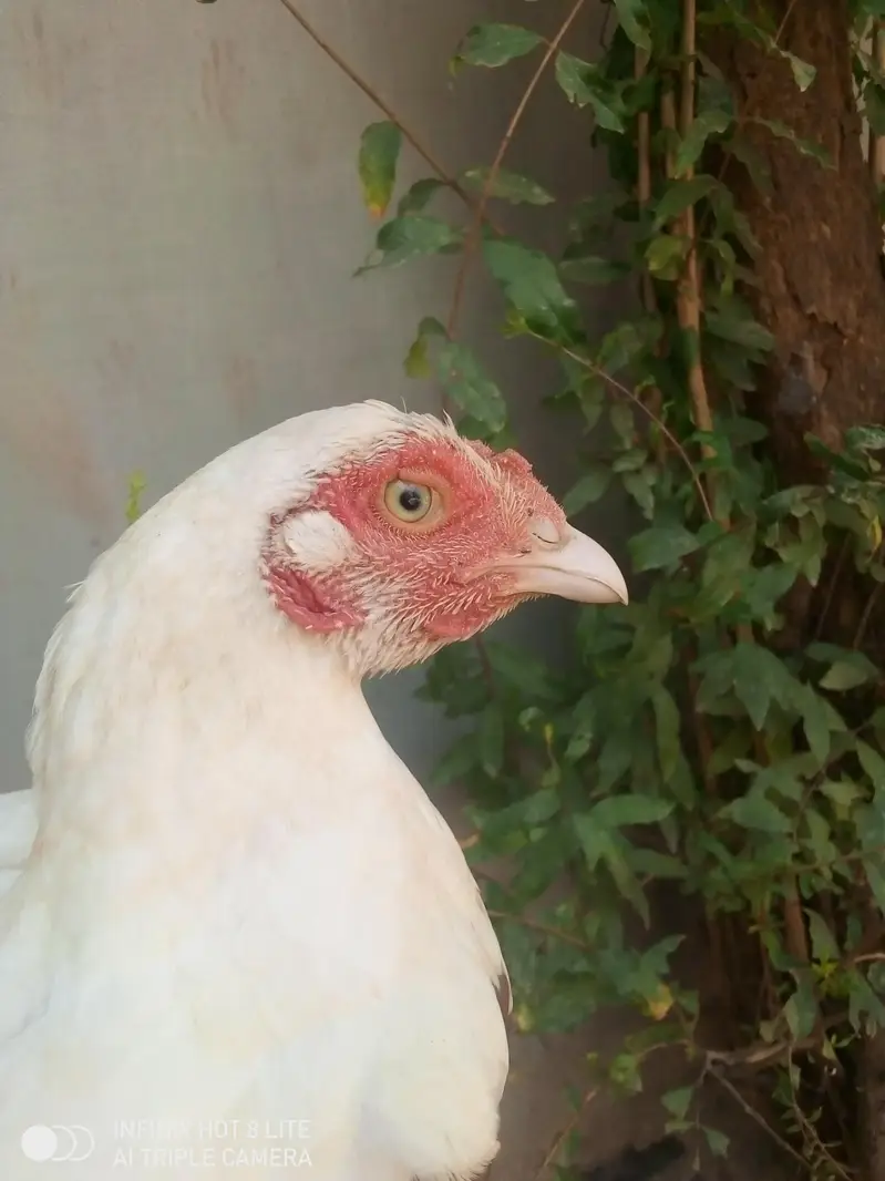 4 aseel breeder females for sale — photo 8
