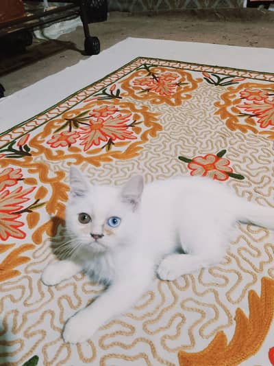 Cat sale