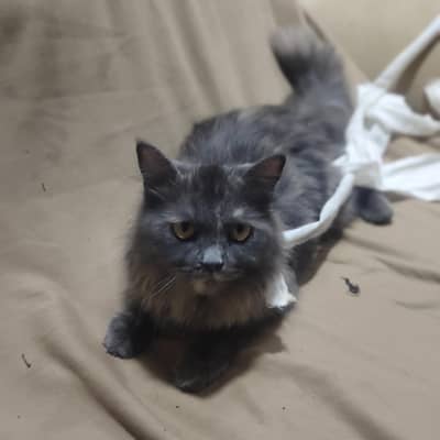  Beautiful Smoke Grey Female Persian Mix Cat | Fluffy & Healthy