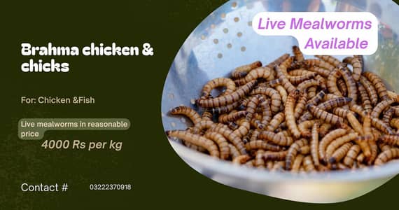 Live mealworms
