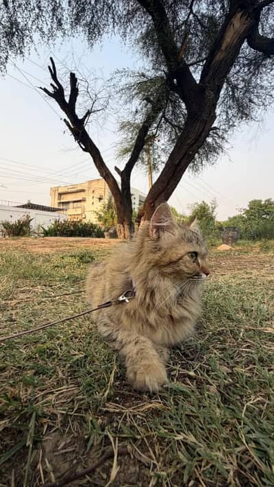 persian cat triple coated for urgent sale
