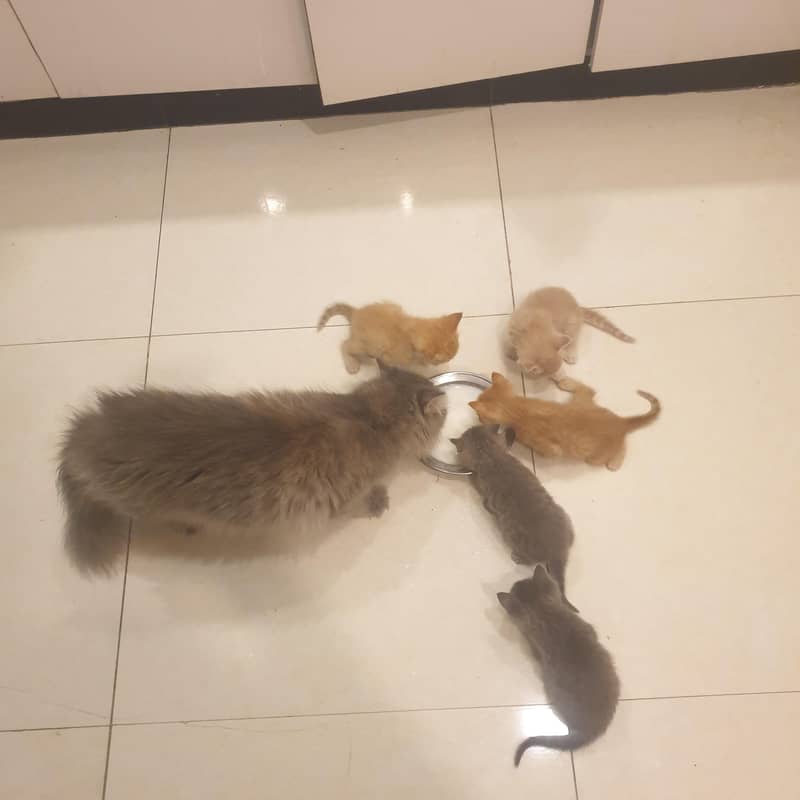 kitten 0