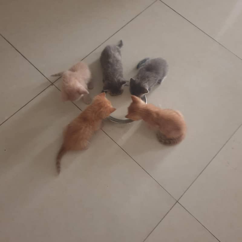 kitten 1