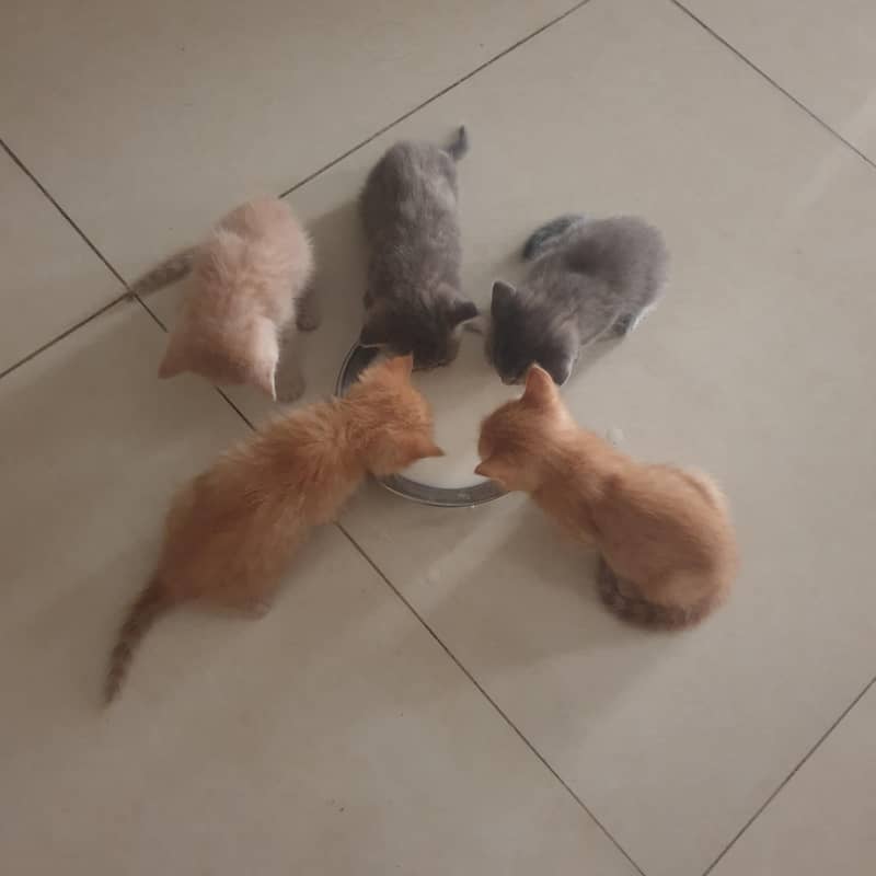 kitten 2
