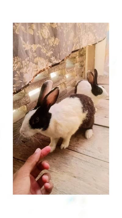 Beautiful Rabbits what's app 03101757628