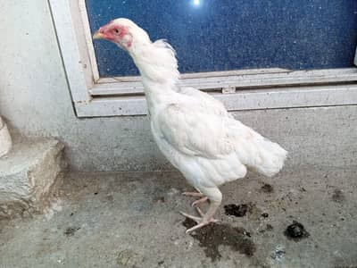 Aseel Hens