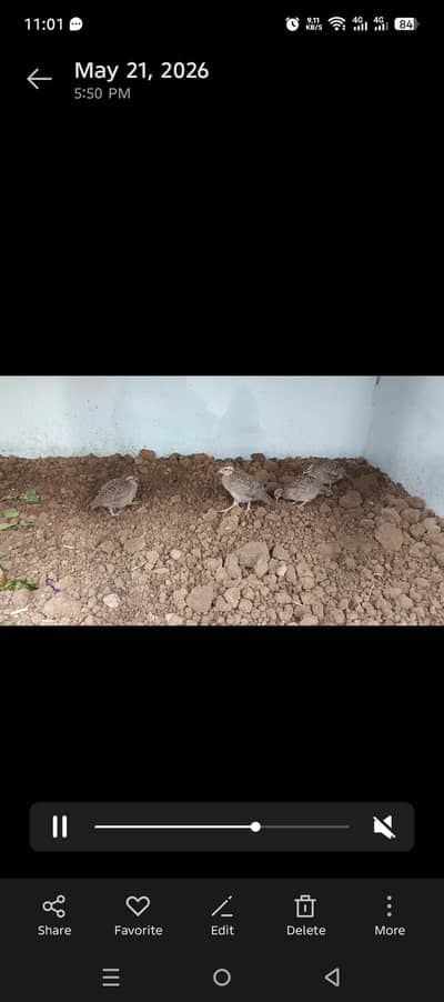 Masqati chakor, irani dakhni chicks bobwhite quail