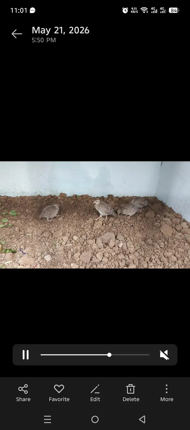 Masqati chakor, irani dakhni chicks bobwhite quail