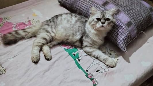 Persian cat for sale