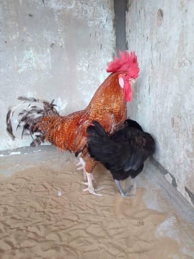 Mashallah pure Golden Misri Murga and Murgi For Sell