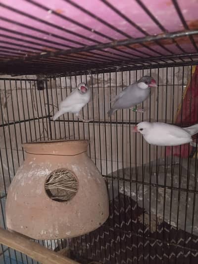 white jawa breeder pair avaiable 3 pair