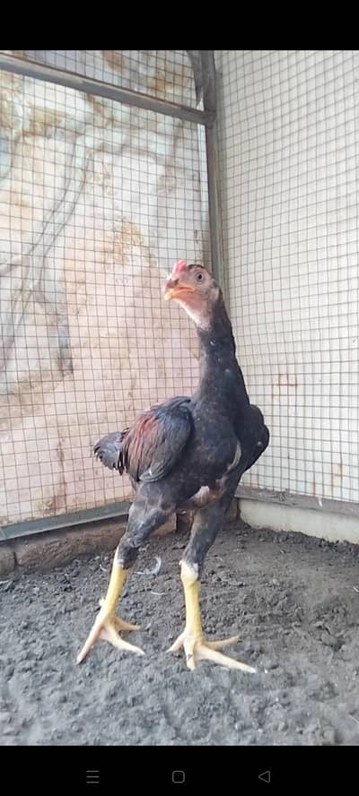 Quality Aseel bird available