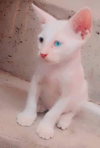 change eyes 1 blue 1 green pure white kitten