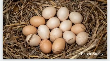 need desi eggs