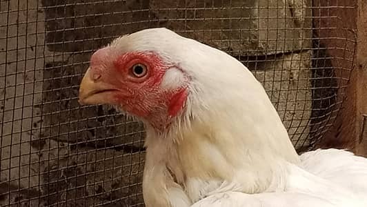 parrot beak female