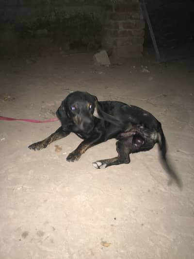 Labrador and dachshund cross