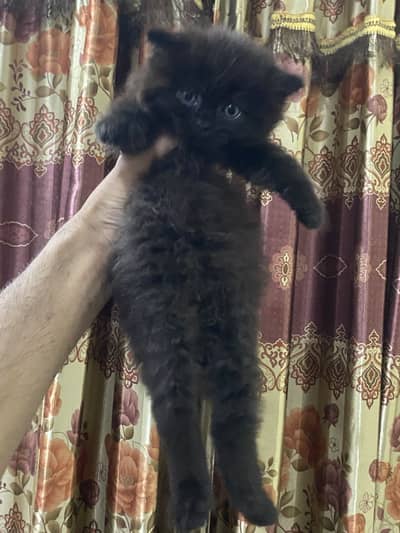 2 Persian kittens triple coated