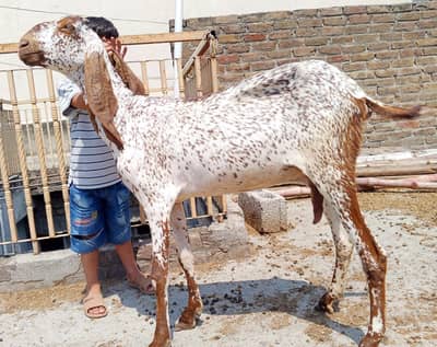Bakri for sale price full final 51ooo