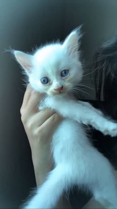 Persian male kitten
