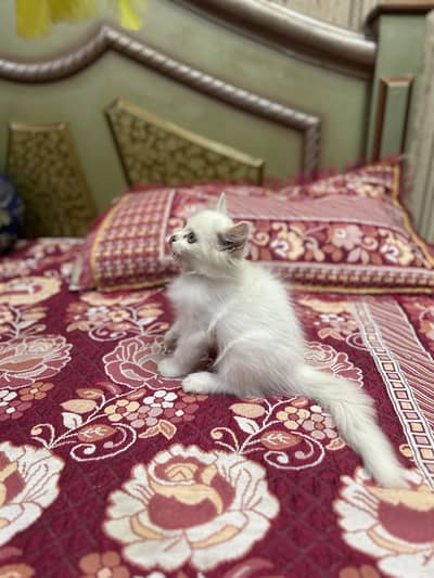 Persian male kitten / 03247627801 WhatsApp/white kitten /triple coated