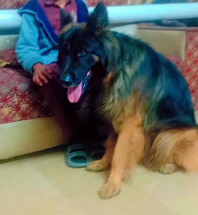 German shepherd dabl long cot puppies