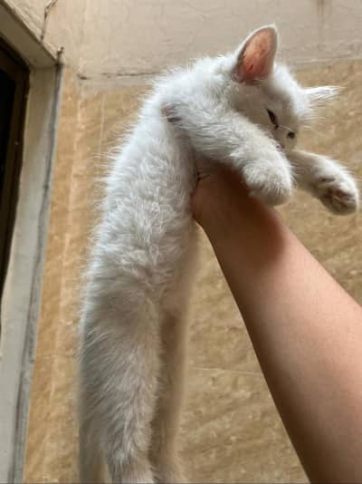 persian cat available