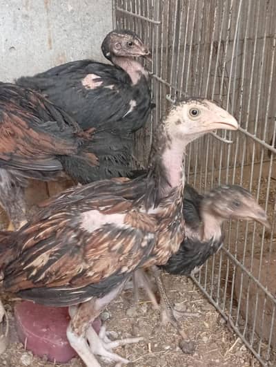 Aseel Pure Quality  Chicks