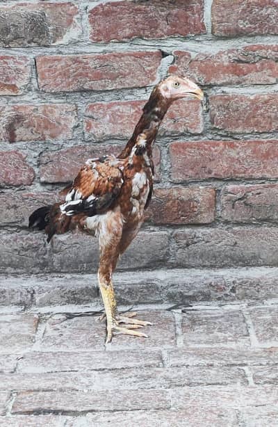 Puri aseel pair phatha and phathi for sale