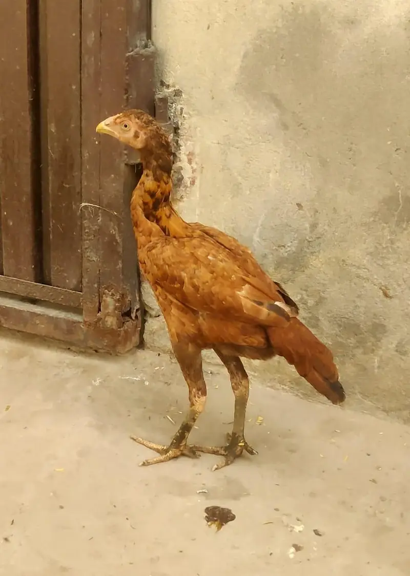 Puri aseel pair phatha and phathi for sale — photo 3
