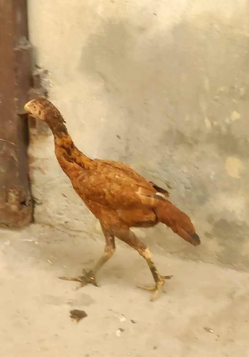 Puri aseel pair phatha and phathi for sale — photo 4