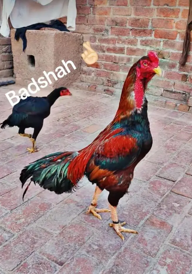 Puri aseel pair phatha and phathi for sale — photo 5