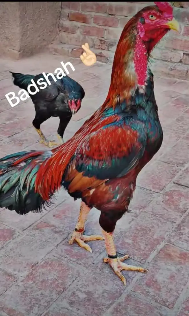Puri aseel pair phatha and phathi for sale — photo 6