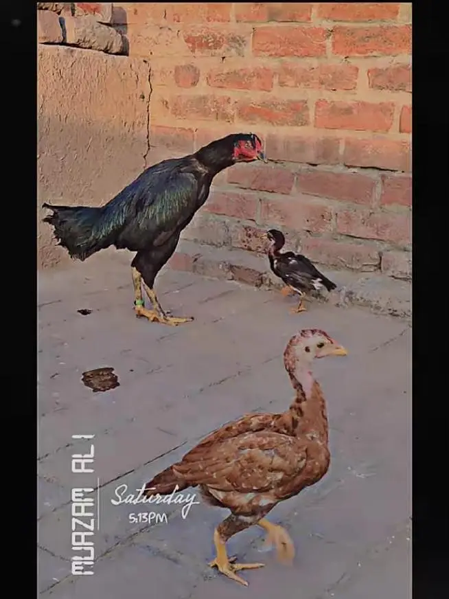 Puri aseel pair phatha and phathi for sale — photo 7