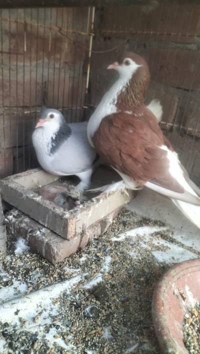 silver sherazi male red sherazi female