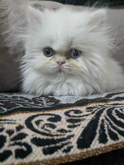odd eyes Extreme punch face kitten near to peki Face