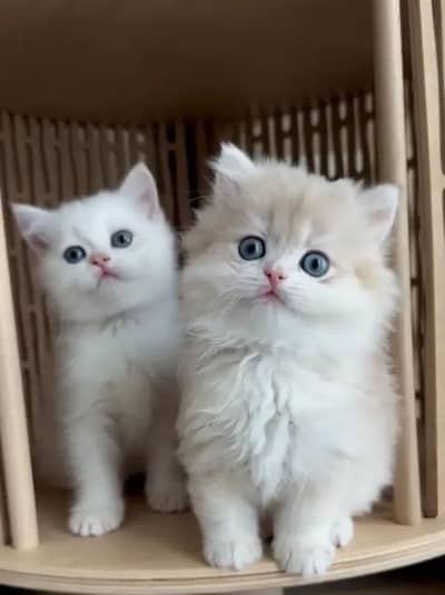 persian kitten