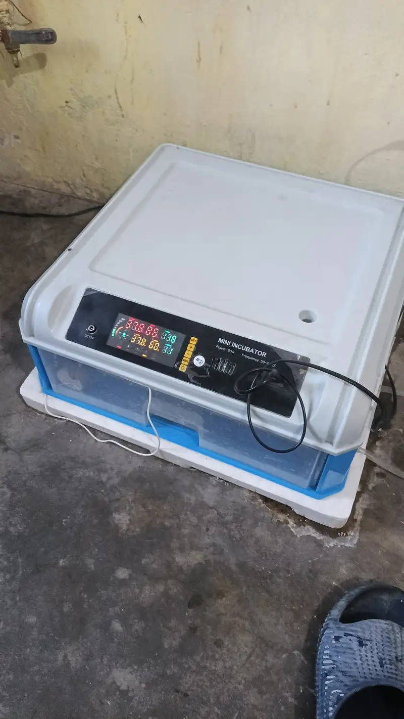 Brand New Ac DC automatic incubator 64eggs — photo 2