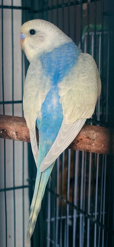 MAASHAALLAH ! SOME QUALITY RAINBOW BUDGIES LOOKING FOR NEW HOME