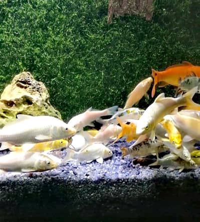 White koi Fish (0315)(0059632)