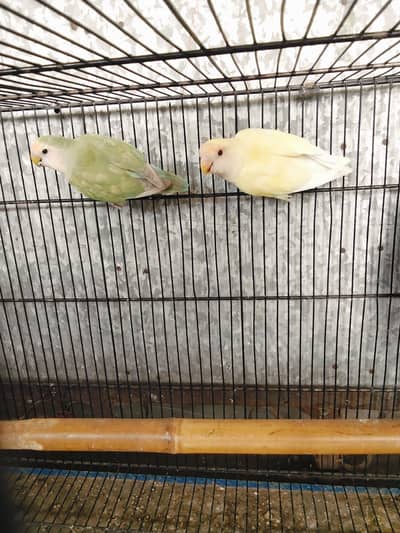 Beautiful rozi coli pair healthy and active