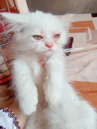 3 males & 1 female kitten for sale